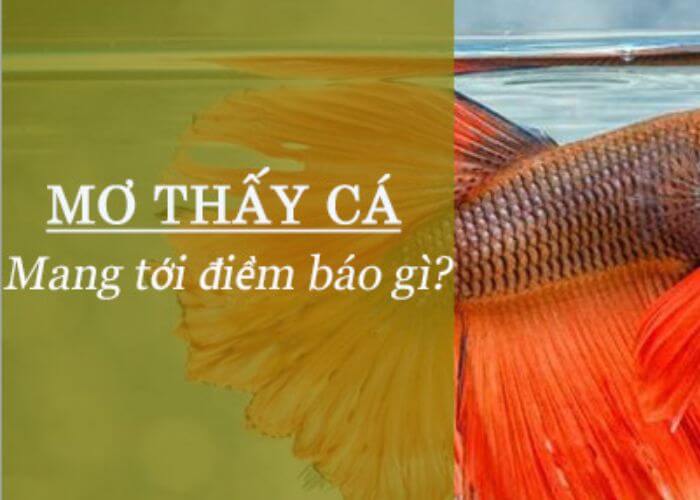 nhung-con-so-quan-trong-khi-mo-thay-ca-chep